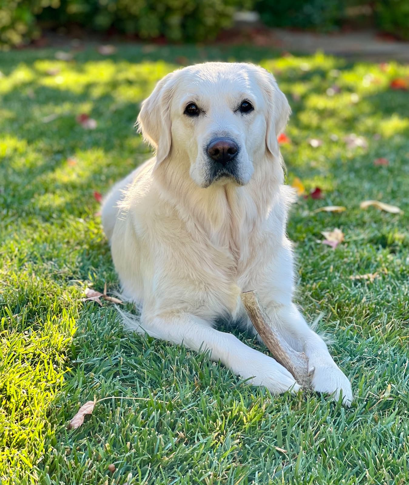 Gracie